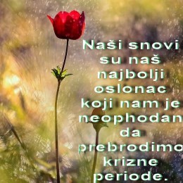 snovi
