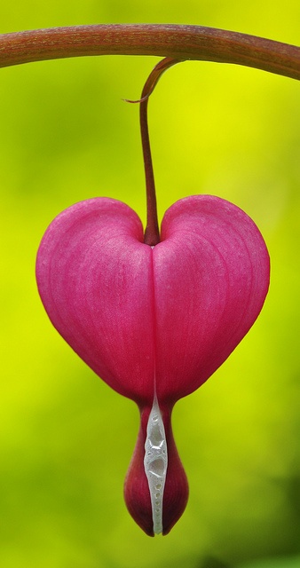 bleading heart