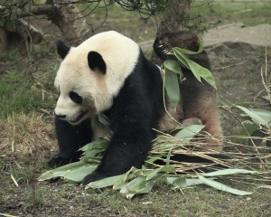 panda_yoga