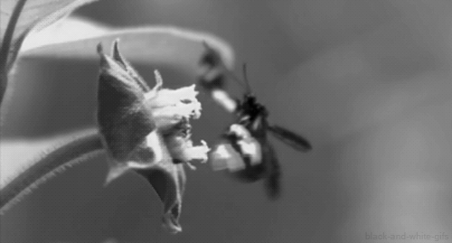 butterfly-bw-flowers-nature-nice